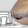 PomaliAn