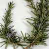 rosemary green