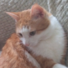 GingerF