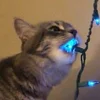 Fienek