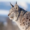 Lonely-lynx