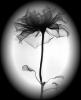 Withered flower