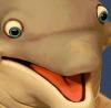 Dead_Dolphins