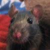 Mouse 007