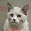 Котик с улицы