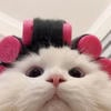 shwaarcc