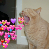dzen__cat