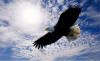 freedom eagle