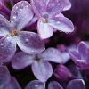 lilac8