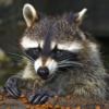 EnotIgroman