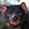Tasmanian devil loves vampires