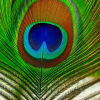 Oliveyro
