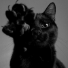 Nastita Cat