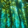 __Laminaria__