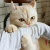 Фуккацуми Исикава