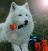 Wild Wolf
