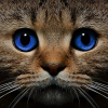DashaTref367
