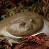 Canned_Toad