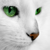 7WhiteCat7