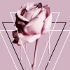 Lady Lily