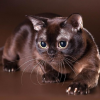 Неуловимая кошка