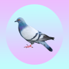 rageful pigeon