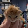 Meowverosika