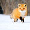 FoxFox13