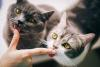 R-Meow