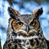 WilliamHoot