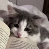 CosyClove