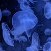 BlueHydraCom