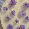 purple_violets_
