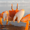 ...Small craB...