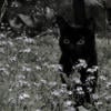 Ihari Kuromi