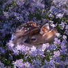 Purple_Deer76