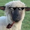 Old sheep