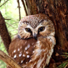 Dlack