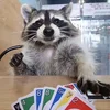 Raccoon-san