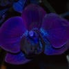 Black Ghost Orchid