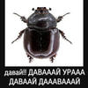 sh3by