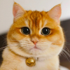 Cat-King