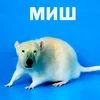 Mouse96