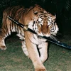 Samuraip
