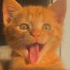 itsspolina