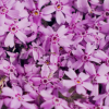 malva.le116