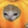 d_flwr
