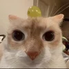 Ленивый_Вокси