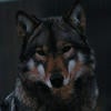 Lady__Wolf