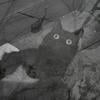 .BlackNeko.